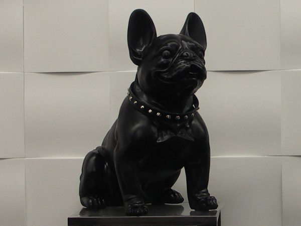Chien Bulledog Noir Casablanca